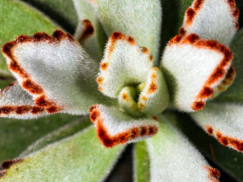 Kalanchoe Tomentosa