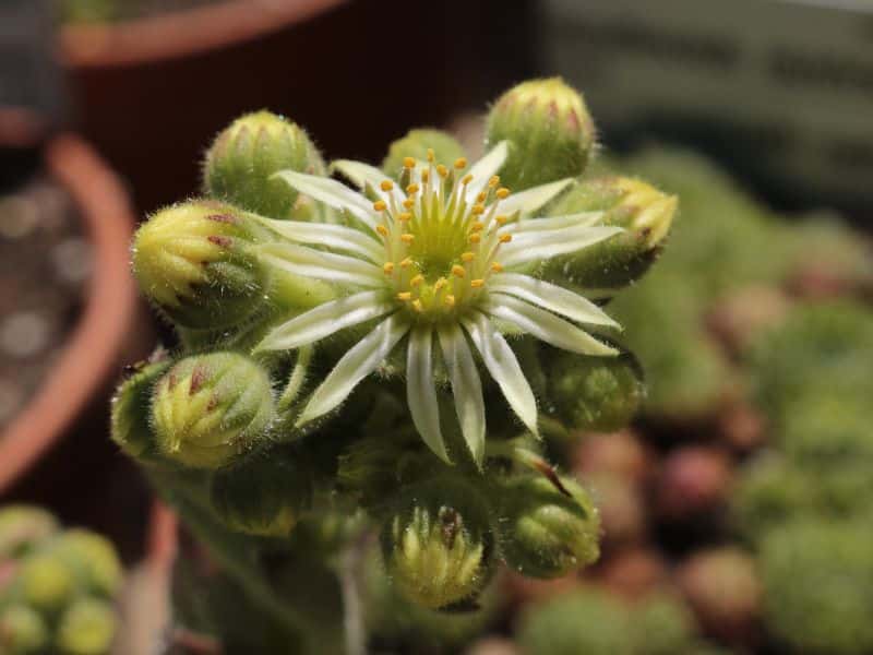 Teneriffe Houseleek