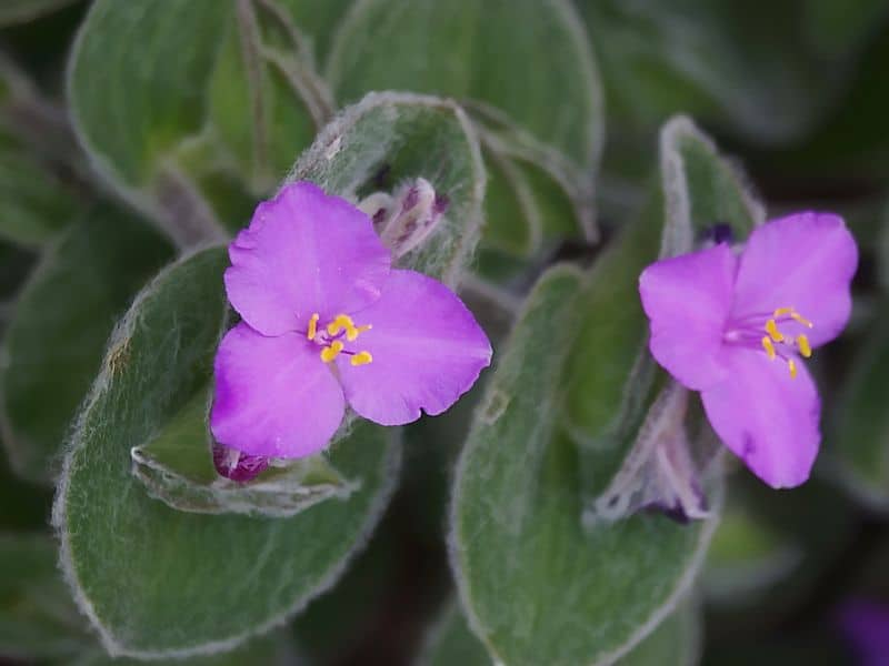 Tradescantia Sillamontana
