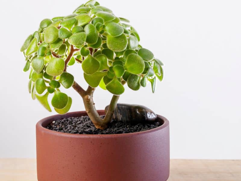 tree of love fuzzy succulent