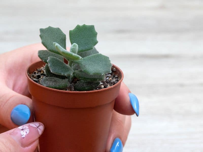Kalanchoe Millotii