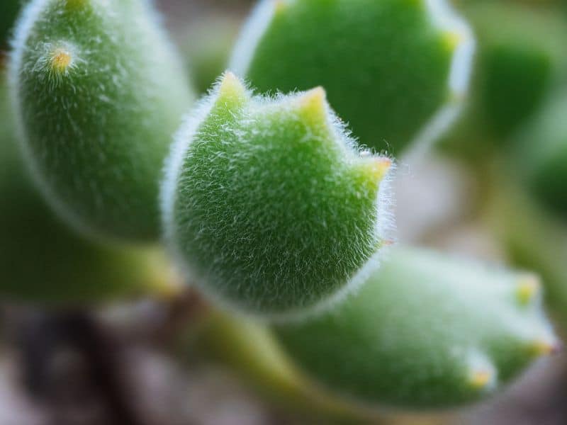 bear's paw succulent