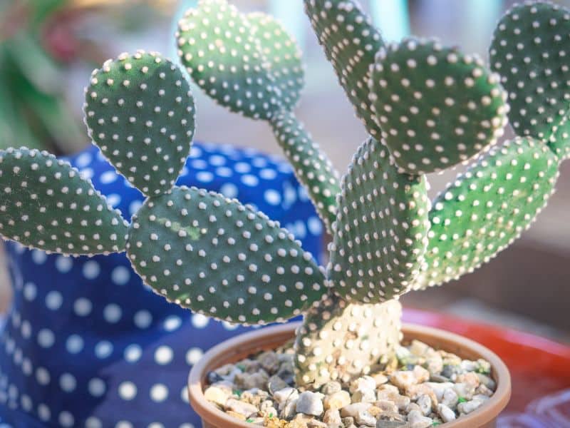 bunny ears cactus