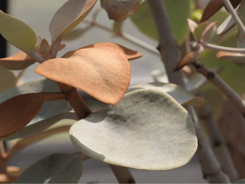 copper spoons fuzzy succulent