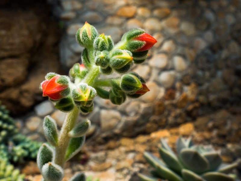 doris taylor (wooly rose) fuzzy succulent