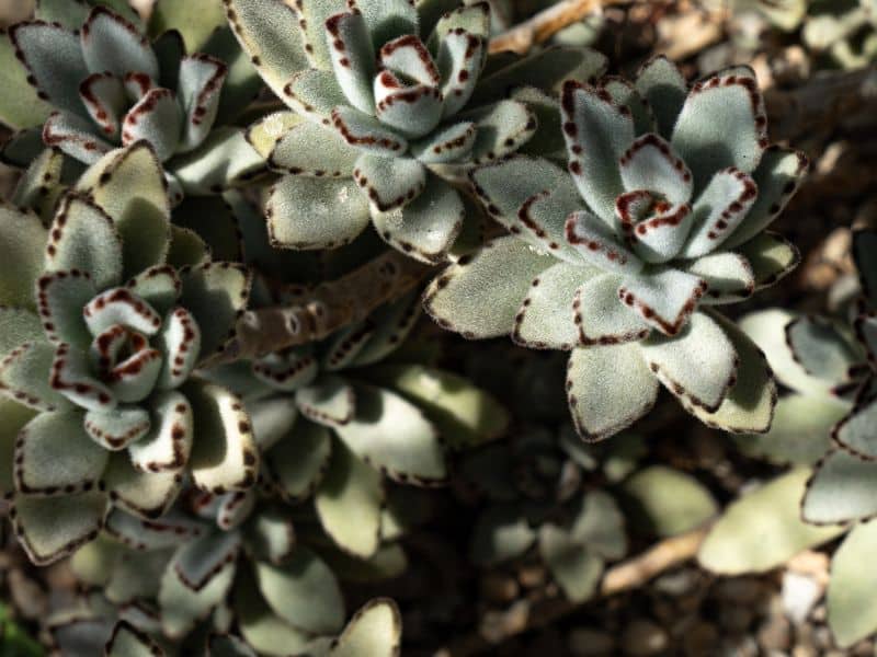 pussy ears fuzzy succulent