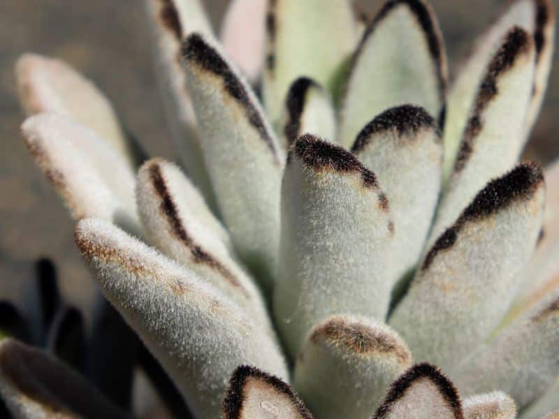 silver panda fuzzy succulent