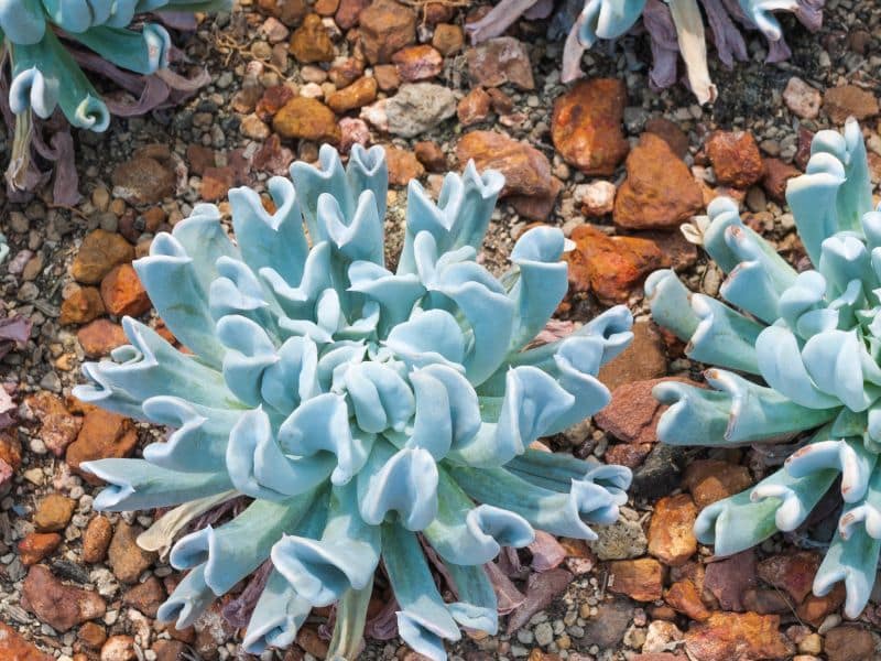 mexican hens and chicks
