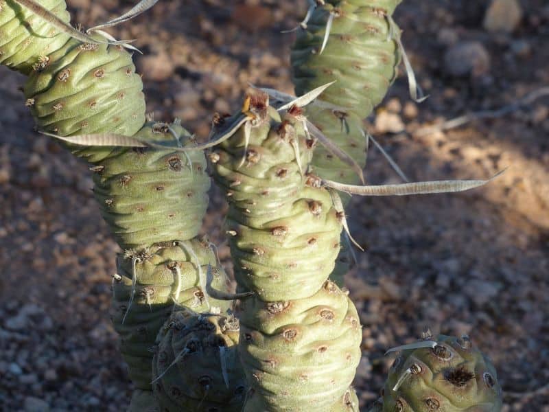 paper spine cactus