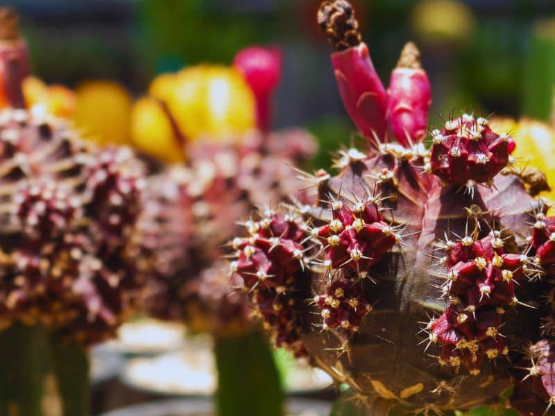 purple moon cactus
