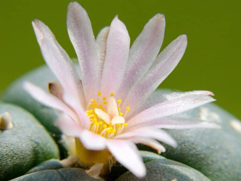 peyote with flower