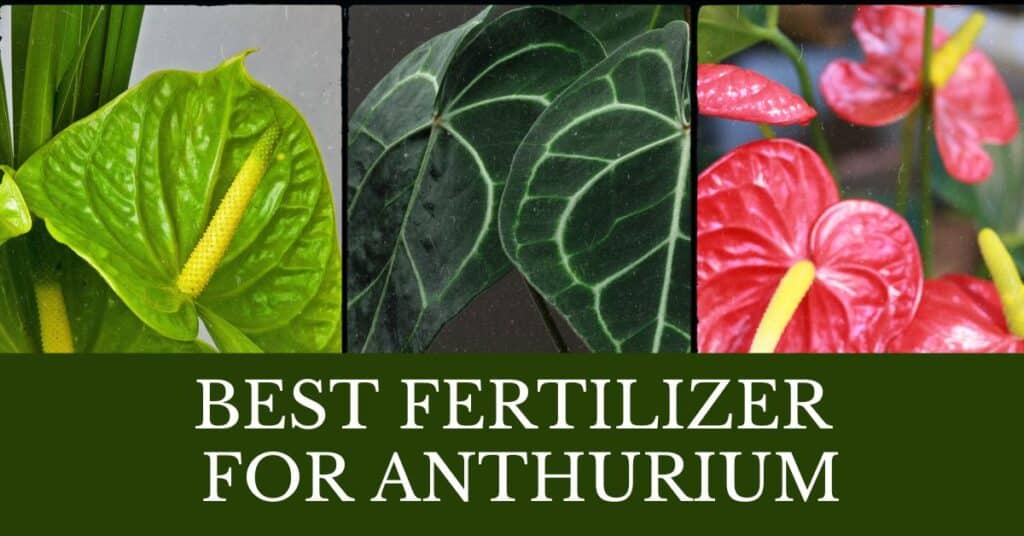 best fertilizer for anthurium